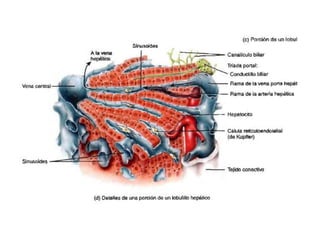Páncreas, hígado, vesícula biliar y bazo: morfofisiología  