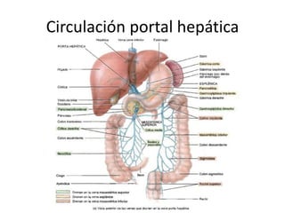 Circulación portal hepática
 