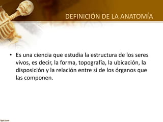 DEFINICIÓN DE LA ANATOMÍA
• Es una ciencia que estudia la estructura de los seres
vivos, es decir, la forma, topografía, la ubicación, la
disposición y la relación entre sí de los órganos que
las componen.
 