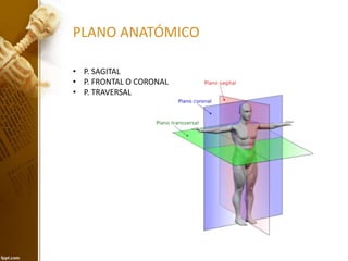 PLANO ANATÓMICO
• P. SAGITAL
• P. FRONTAL O CORONAL
• P. TRAVERSAL
 