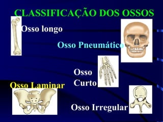 Osso longo
Osso Pneumático
Osso
CurtoOsso Laminar
Osso Irregular
CLASSIFICAÇÃO DOS OSSOS
 