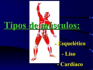 Tipos de músculos:Tipos de músculos:
- Esquelético- Esquelético
- Liso- Liso
- Cardíaco- Cardíaco
 
