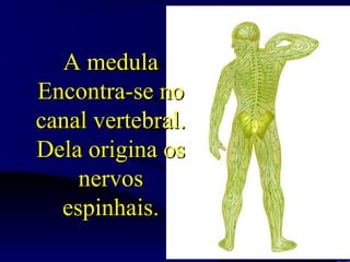 A medulaA medula
Encontra-se noEncontra-se no
canal vertebral.canal vertebral.
Dela origina osDela origina os
nervosnervos
espinhais.espinhais.
 
