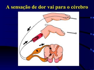 A sensação de dor vai para o cérebro
 