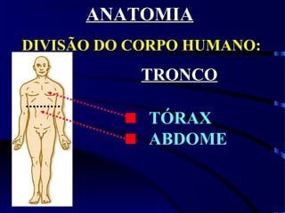 DIVISÃO DO CORPO HUMANO:
TRONCOTRONCO
TÓRAX
ABDOME
ANATOMIAANATOMIA
 