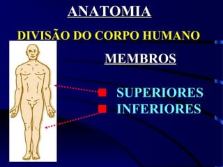 DIVISÃO DO CORPO HUMANO:
MEMBROSMEMBROS
SUPERIORES
INFERIORES
ANATOMIAANATOMIA
 