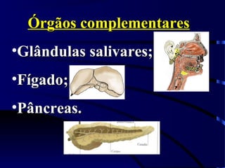 Órgãos complementaresÓrgãos complementares
•Glândulas salivares;Glândulas salivares;
•Fígado;Fígado;
•Pâncreas.Pâncreas.
 