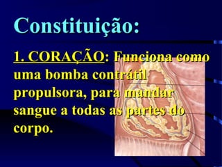 Constituição:Constituição:
1. CORAÇÃO1. CORAÇÃO: Funciona como: Funciona como
uma bomba contrátiluma bomba contrátil
propulsora, para mandarpropulsora, para mandar
sangue a todas as partes dosangue a todas as partes do
corpo.corpo.
 