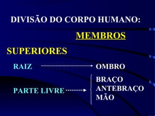 DIVISÃO DO CORPO HUMANO:
MEMBROSMEMBROS
SUPERIORES
RAIZ OMBRO
BRAÇO
ANTEBRAÇO
MÃO
PARTE LIVRE
 
