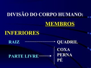 DIVISÃO DO CORPO HUMANO:
MEMBROSMEMBROS
INFERIORES
RAIZ QUADRIL
COXA
PERNA
PÉ
PARTE LIVRE
 