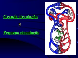 Grande circulaçãoGrande circulação
E
Pequena circulaçãoPequena circulação
 