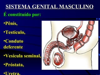 SISTEMA GENITAL MASCULINOSISTEMA GENITAL MASCULINO
É constituído por:É constituído por:
•Pênis,Pênis,
•Testículo,Testículo,
•CondutoConduto
deferentedeferente
•Vesícula seminal,Vesícula seminal,
•Próstata,Próstata,
•
 