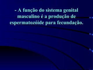 - A função do sistema genital- A função do sistema genital
masculino é a produção demasculino é a produção de
espermatozóide para fecundação.espermatozóide para fecundação.
 