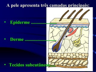 A pele apresenta três camadas principais:A pele apresenta três camadas principais:
• Epiderme ......................Epiderme ......................
• Derme ...........................Derme ...........................
• Tecidos subcutâneos.....Tecidos subcutâneos.....
 