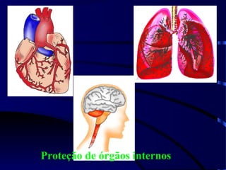 Proteção de órgãos internos
 