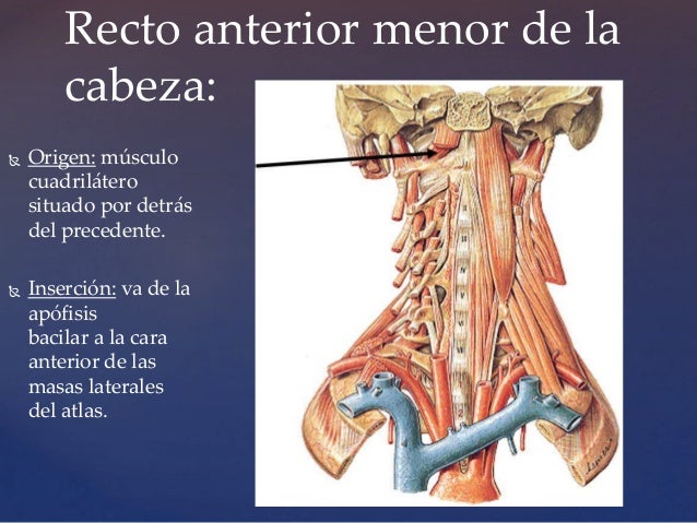 Anatomia. musculos del cuello