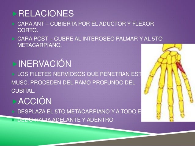 Anatomia. musculos de la eminencia hipotenar