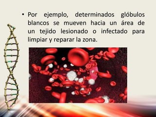 • Por ejemplo, determinados glóbulos
blancos se mueven hacia un área de
un tejido lesionado o infectado para
limpiar y reparar la zona.
 