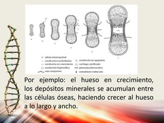 Por ejemplo: el hueso en crecimiento,
los depósitos minerales se acumulan entre
las células óseas, haciendo crecer al hueso
a lo largo y ancho.
 