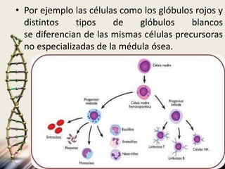 • Por ejemplo las células como los glóbulos rojos y
distintos tipos de glóbulos blancos
se diferencian de las mismas células precursoras
no especializadas de la médula ósea.
 