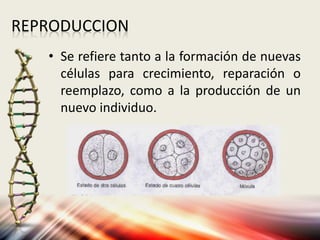 REPRODUCCION
• Se refiere tanto a la formación de nuevas
células para crecimiento, reparación o
reemplazo, como a la producción de un
nuevo individuo.
 