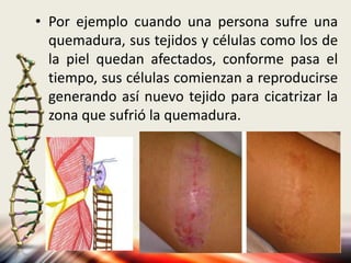 • Por ejemplo cuando una persona sufre una
quemadura, sus tejidos y células como los de
la piel quedan afectados, conforme pasa el
tiempo, sus células comienzan a reproducirse
generando así nuevo tejido para cicatrizar la
zona que sufrió la quemadura.
 