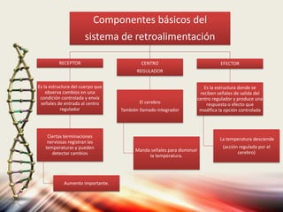 Componentes básicos del
sistema de retroalimentación
RECEPTOR
Es la estructura del cuerpo que
observa cambios en una
condición controlada y envía
señales de entrada al centro
regulador
Ciertas terminaciones
nerviosas registran las
temperaturas y pueden
detectar cambios
Aumento importante.
CENTRO
REGULADOR
El cerebro
También llamado integrador
Manda señales para disminuir
la temperatura.
EFECTOR
Es la estructura donde se
reciben señales de salida del
centro regulador y produce una
respuesta o efecto que
modifica la opción controlada
La temperatura desciende
(acción regulada por el
cerebro)
 