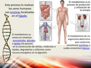 Este proceso lo realizan
los seres humanos
con enzimas localizadas
en el hígado.
El metabolismo de un
organismo determina
qué sustancias
encontrará nutritivas y
cuáles encontrará tóxicas.
El metabolismo se
centra en sintetizar
aminoácidos, glúcidos
y lípidos (las grasas).
en la construcción de células, moléculas o
tejidos, degradarlas y utilizarlas como
recurso energético en la digestión.
 