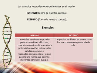INTERNO EXTERNO
Las células nerviosas responden
generando señales eléctricas,
conocidas como impulsos nerviosos
(potencial de acción) entonces las
células musculares
responden contrayéndose, lo que
genera una fuerza que permite
mover las partes del cuerpo.
Las pupilas se dilatan en ausencia de
luz y se contraen en presencia de
ella.
Ejemplo:
Los cambios los podemos experimentar en el medio.
INTERNO(dentro de nuestro cuerpo)
EXTERNO (fuera de nuestro cuerpo).
 