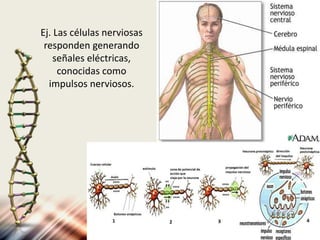 Ej. Las células nerviosas
responden generando
señales eléctricas,
conocidas como
impulsos nerviosos.
 