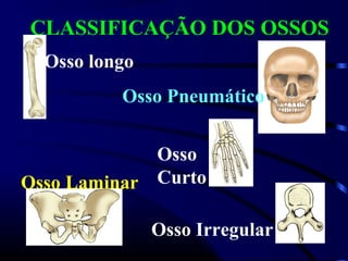 Osso longo
Osso Pneumático
Osso
CurtoOsso Laminar
Osso Irregular
CLASSIFICAÇÃO DOS OSSOS
 
