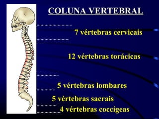 7 vértebras cervicais
12 vértebras torácicas
5 vértebras lombares
4 vértebras coccígeas
5 vértebras sacrais
COLUNA VERTEBRALCOLUNA VERTEBRAL
 