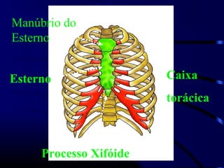 Manúbrio do
Esterno
Esterno
Processo Xifóide
Caixa
torácica
 