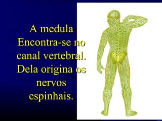 A medulaA medula
Encontra-se noEncontra-se no
canal vertebral.canal vertebral.
Dela origina osDela origina os
nervosnervos
espinhais.espinhais.
 