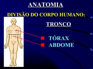 DIVISÃO DO CORPO HUMANO:
TRONCOTRONCO
TÓRAX
ABDOME
ANATOMIAANATOMIA
 
