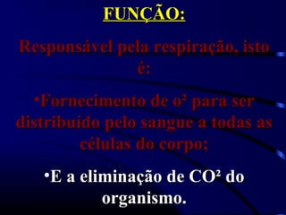 FUNÇÃO:FUNÇÃO:
Responsável pela respiração, istoResponsável pela respiração, isto
é:é:
•Fornecimento de o² para serFornecimento de o² para ser
distribuído pelo sangue a todas asdistribuído pelo sangue a todas as
células do corpo;células do corpo;
•E a eliminação de CO² doE a eliminação de CO² do
organismo.organismo.
 