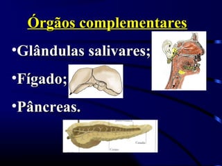 Órgãos complementaresÓrgãos complementares
•Glândulas salivares;Glândulas salivares;
•Fígado;Fígado;
•Pâncreas.Pâncreas.
 