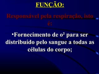 FUNÇÃO:FUNÇÃO:
Responsável pela respiração, istoResponsável pela respiração, isto
é:é:
•Fornecimento de o² para serFornecimento de o² para ser
distribuído pelo sangue a todas asdistribuído pelo sangue a todas as
células do corpo;células do corpo;
 