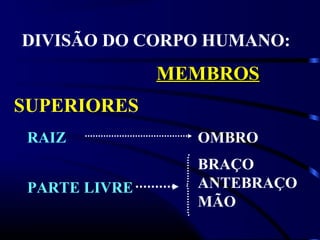 DIVISÃO DO CORPO HUMANO:
MEMBROSMEMBROS
SUPERIORES
RAIZ OMBRO
BRAÇO
ANTEBRAÇO
MÃO
PARTE LIVRE
 