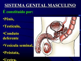 SISTEMA GENITAL MASCULINOSISTEMA GENITAL MASCULINO
É constituído por:É constituído por:
•Pênis,Pênis,
•Testículo,Testículo,
•CondutoConduto
deferentedeferente
•Vesícula seminal,Vesícula seminal,
•Próstata,Próstata,
•
 