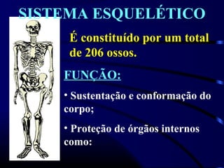 SISTEMA ESQUELÉTICO
É constituído por um total
de 206 ossos.
FUNÇÃO:
• Sustentação e conformação do
corpo;
• Proteção de órgãos internos
como:
 