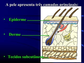 A pele apresenta três camadas principais:A pele apresenta três camadas principais:
• Epiderme ......................Epiderme ......................
• Derme ...........................Derme ...........................
• Tecidos subcutâneos.....Tecidos subcutâneos.....
 