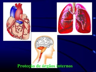 Proteção de órgãos internos
 