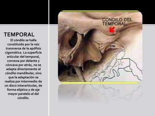 TEMPORAL
El cóndilo se halla
constituido por la raíz
transversa de la apófisis
cigomática. La superficie
articular del temporal,
convexa por delante y
cóncava por atrás, no se
adapta directamente al
cóndilo mandibular, sino
que la adaptación se
realiza por intermedio de
un disco interarticular, de
forma elíptica y de eje
mayor paralelo al del
cóndilo.
 