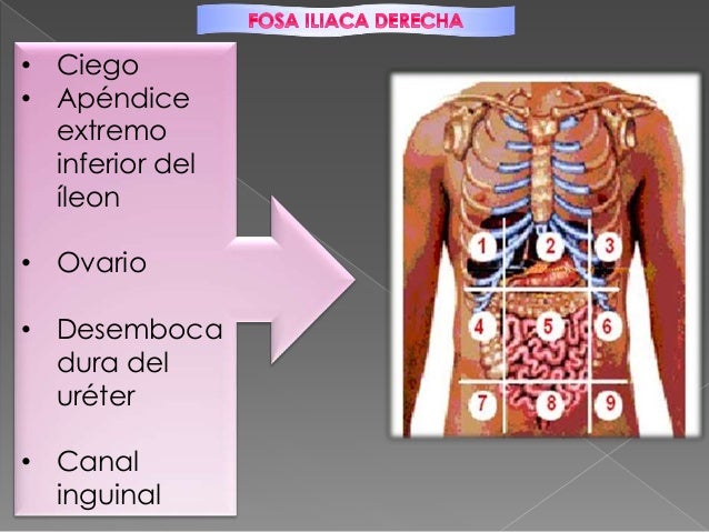 División del abdomen y proyecciones anatómicas