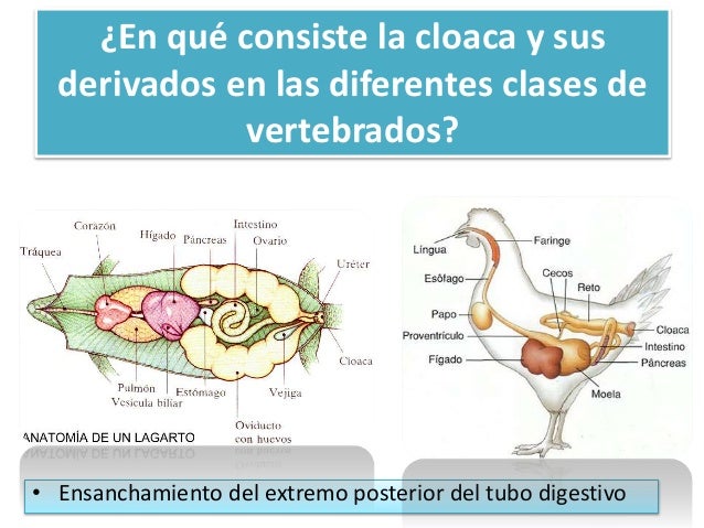 Anatomia aves y reptiles por Michael Quitiaquez