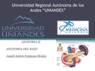 Universidad Regional Autónoma de los
Andes “UNIANDES”
ANATOMIA II
ANATOMIA DEL BAZO
Jamill Andres Espinoza Muñoz
 