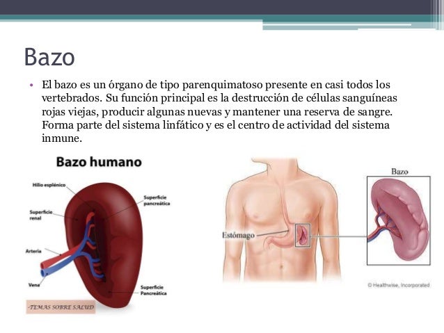 Anatomía del Bazo