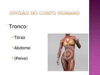 Tronco:
 Tórax
 Abdome
 (Pelve)
 
