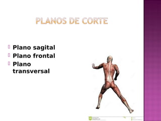  Plano sagital
 Plano frontal
 Plano
transversal
 